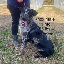 Photo of Knox
