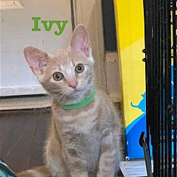 Photo of Ivy