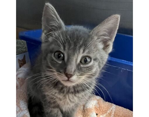 Lansing Mi Craigslist Pets