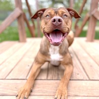 adopt a pet