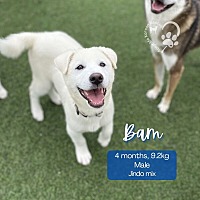 adopt a pet