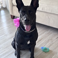 adopt a pet