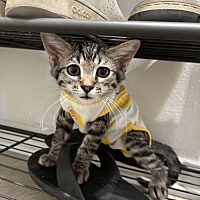 adopt a pet