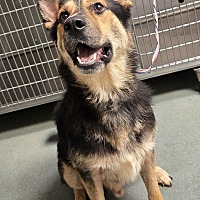 adopt a pet
