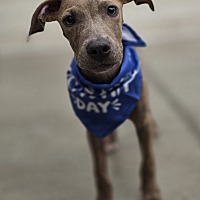 adopt a pet