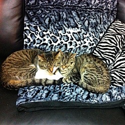 Photo of Princess & Tiger