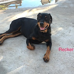 Thumbnail photo of Recker #2