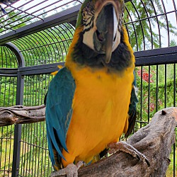 Photo of Sweetie 17 YO BlueNGold Macaw