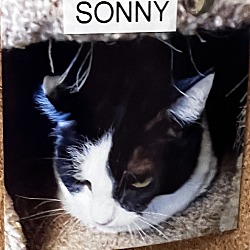 Photo of Sonny