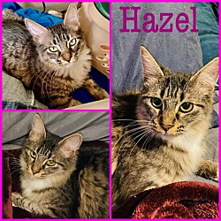 Photo of HAZEL