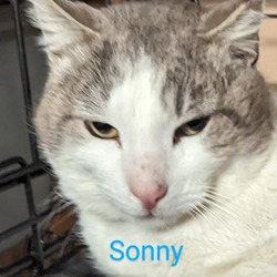 Thumbnail photo of Sonny #1