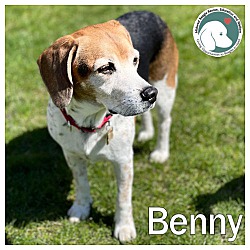 Thumbnail photo of Benny #1