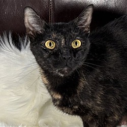 Thumbnail photo of Rosemary - ADOPT ME FOR $50! #1