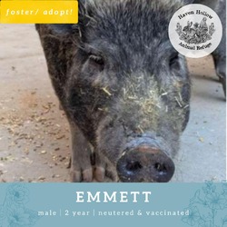 Thumbnail photo of Emmett #2