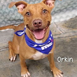 Thumbnail photo of Orkin #1