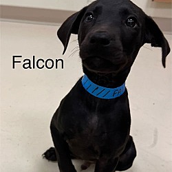 Thumbnail photo of Falcon #2