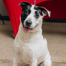 Adopt A Pet :: Edison - South Haven, MI