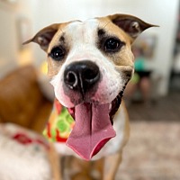 adopt a pet