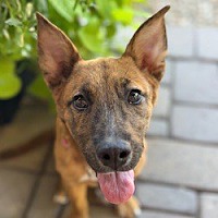 adopt a pet