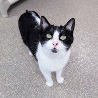adopt-pet