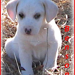 Thumbnail photo of Benson- Adoption Pending #1