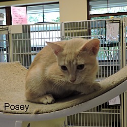 Thumbnail photo of Posey #4