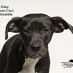 Thumbnail photo of Daisey  (Foster Care) #1