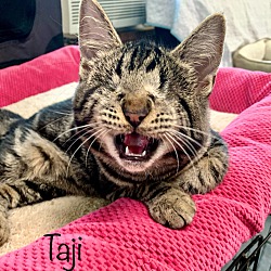 Photo of Taji