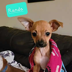 Photo of Randa $500