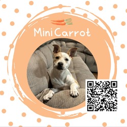 Thumbnail photo of Mini Carrot #1