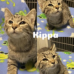 Photo of Kippa