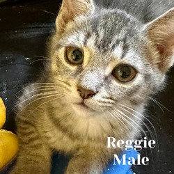 Thumbnail photo of Reggie #2