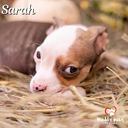 Thumbnail photo of Hocus Pocus Litter: Sarah #4