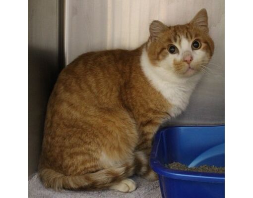 Portage, WI - Domestic Shorthair. Meet Gatsby a Pet for Adoption ...