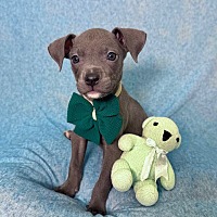 adopt a pet