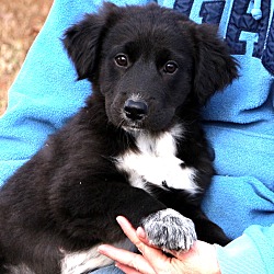 Thumbnail photo of Destiny~adopted! #1