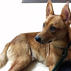 Thumbnail photo of Odin (fostered in Houston) #1