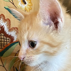 Thumbnail photo of Sir ButterCup #4