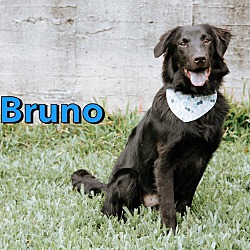 Thumbnail photo of Bruno (Taiwan FMD mixed) #2