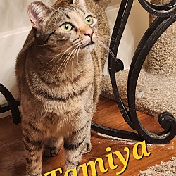 Thumbnail photo of Tamiya #4