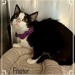 Thumbnail photo of FOSTER #1
