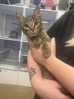 win with forrest arrow