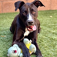 adopt a pet
