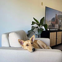 adopt-pet