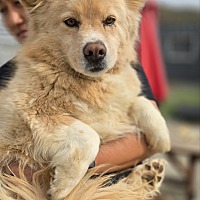 adopt-pet