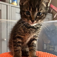 Adopt A Pet :: Elora - Leonardtown, MD