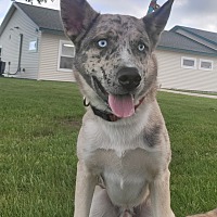 adopt a pet