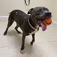 adopt a pet