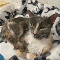 adopt-pet