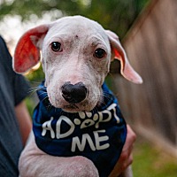 adopt a pet